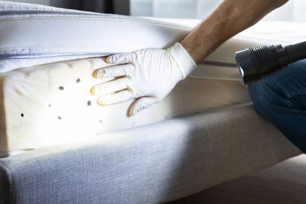 Best Ant Control Services  in Woodville, CA